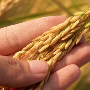 Grain in hand